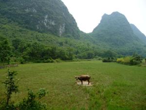 Buffle Yangshuo Buffle Yangshuo