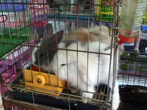 Lapins Qingping Lapins Qingping