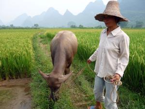 Paysan Yangshuo Paysan Yangshuo