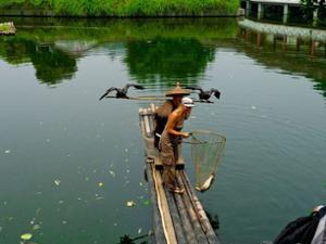 Pêche cormoran Yangshuo Pêche cormoran Yangshuo