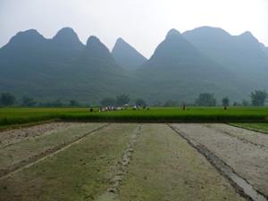 Rizières Yangshuo Rizières Yangshuo