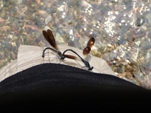 Faune Golden Whip Stream Faune Golden Whip Stream