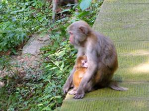 Singes Wulingyuan Singes Wulingyuan