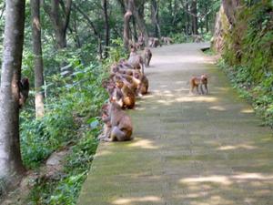 Singes Zhangjiajie Singes Zhangjiajie