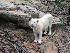 Lion blanc Safari Park Guangzhou Lion blanc Safari Park Guangzhou