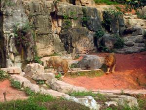 Lions Safari Park Guangzhou Lions Safari Park Guangzhou