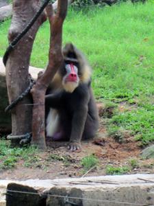 Babouin Mandrill Safari Park Babouin Mandrill Safari Park