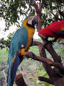 Perroquet Safari Park Guangzhou Perroquet Safari Park Guangzhou