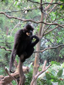 Primate Safari Park Guangzhou Primate Safari Park Guangzhou