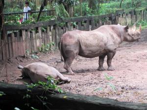 Rhinocéros Safari Park Guangzhou Rhinocéros Safari Park Guangzhou