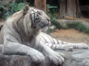 Tigre blanc Safari Park Tigre blanc Safari Park