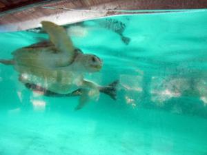 Tortues géantes Guangzhou Tortues géantes Guangzhou