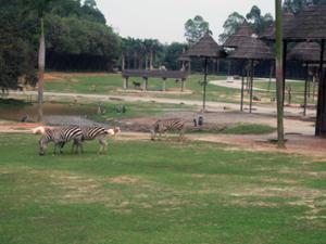 Zèbres Safari Park Zèbres Safari Park