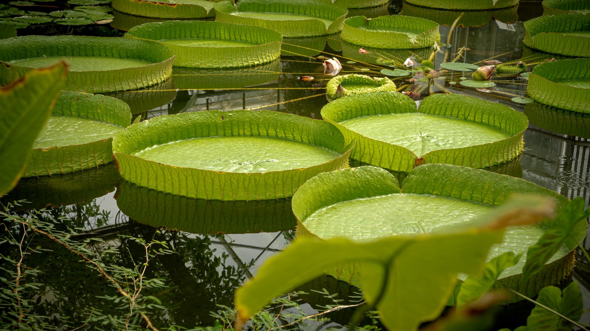 Xishuangbanna Tropical Botanical Garden (Jardin botanique tropical de Xishuangbanna)