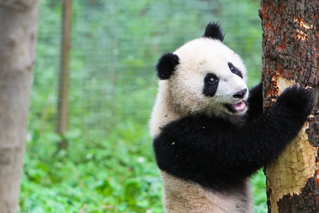 Sichuan, la province des Ã©pices et des pandas - Terres de
