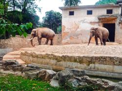 Eléphants Zoo de Guangzhou