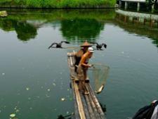 Pêche cormoran Yangshuo