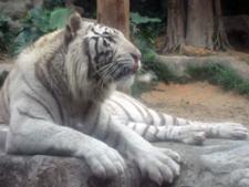 Tigre blanc Safari Park