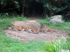 Tigres Safari Park Guangzhou