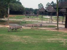 Zèbres Safari Park