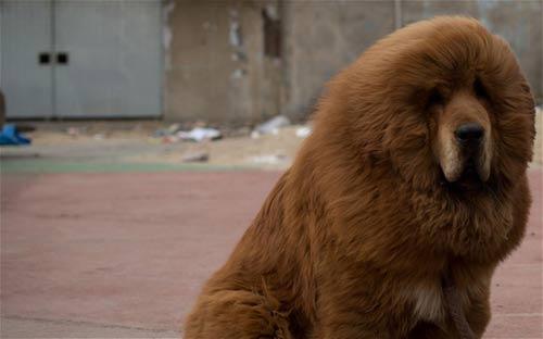 Un zoo en Chine fait passer un chien pour un lion