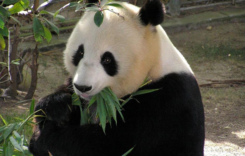 Les 3 meilleurs endroits pour admirer les pandas géants en Chine